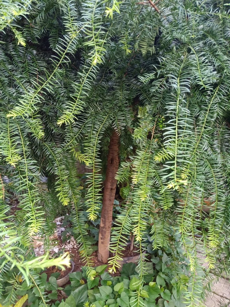南方红豆杉