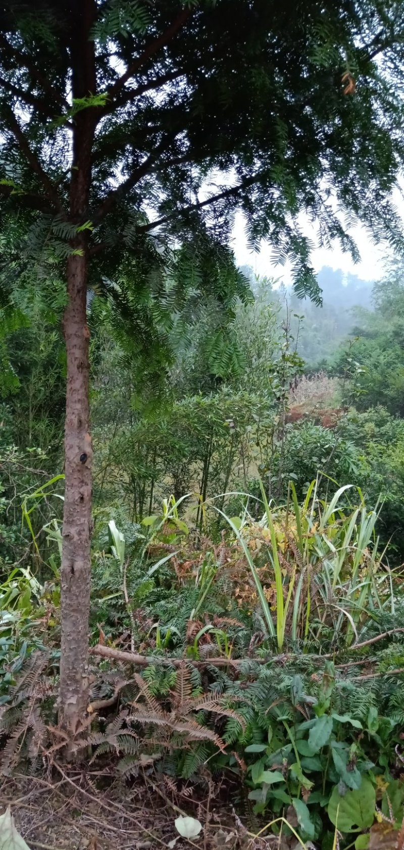 南方红豆杉