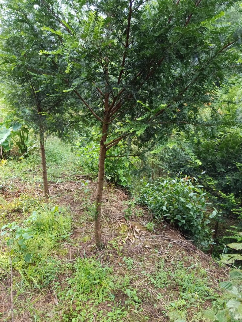 南方红豆杉