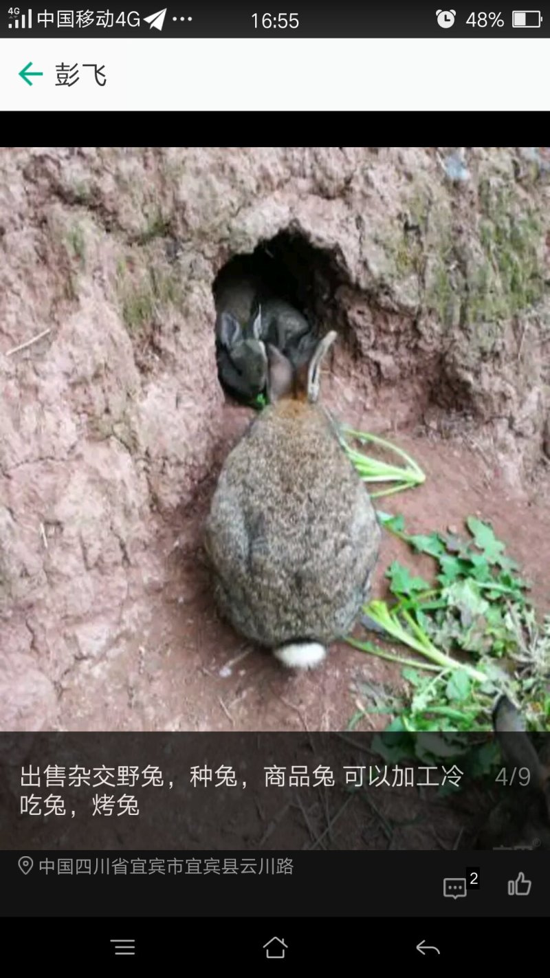 杂交野兔