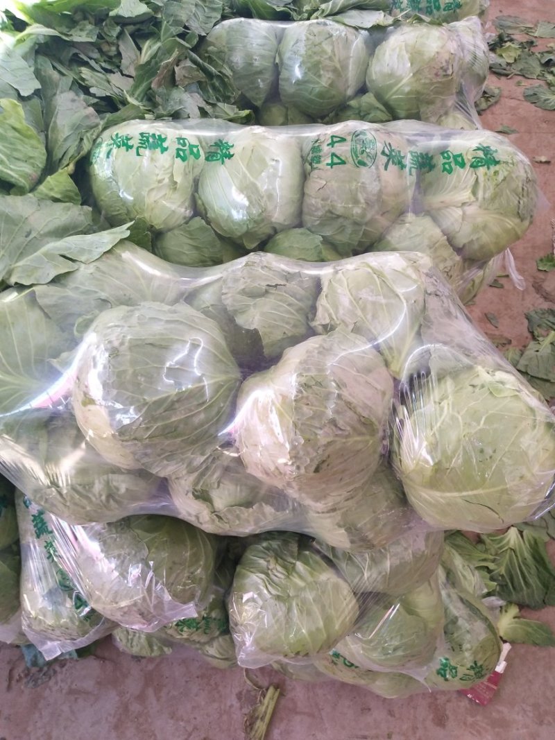 绿甘蓝
