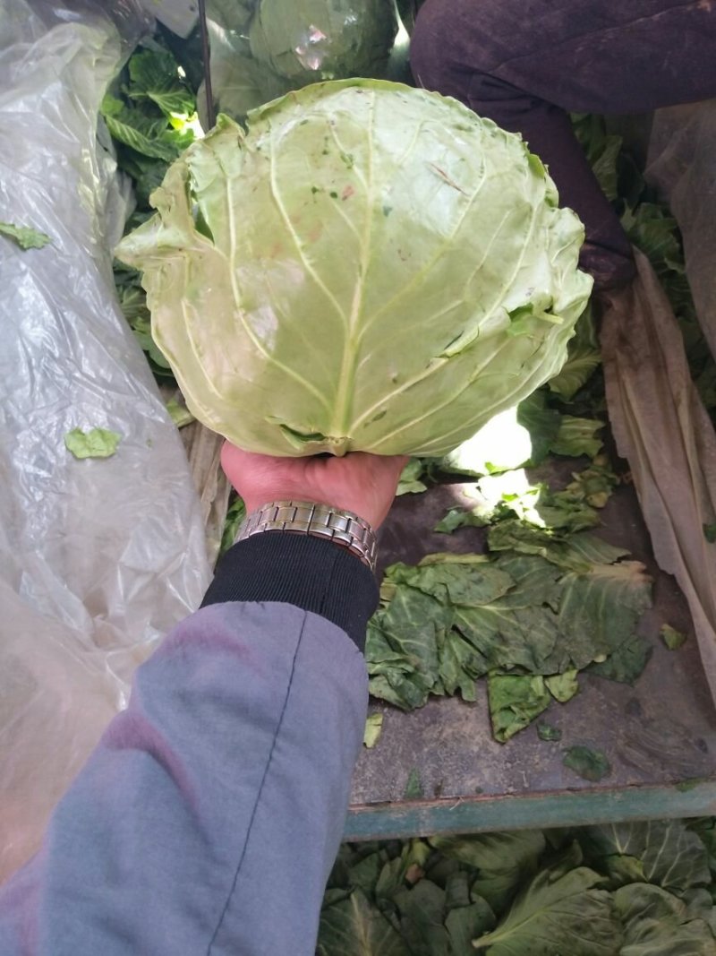 绿甘蓝