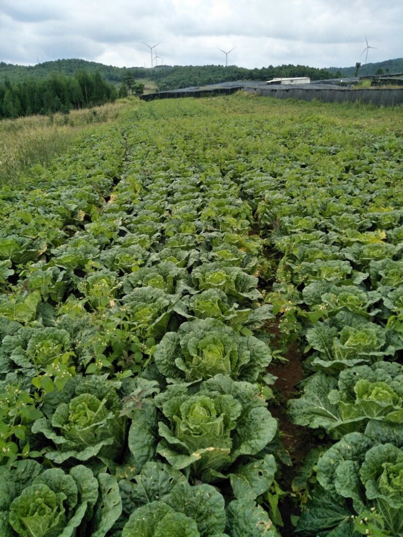 云南陆良山地露天大白菜