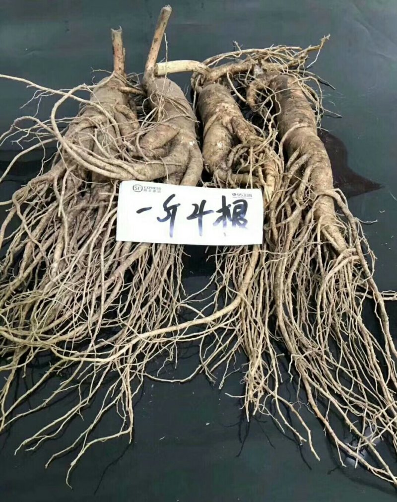 人参新鲜