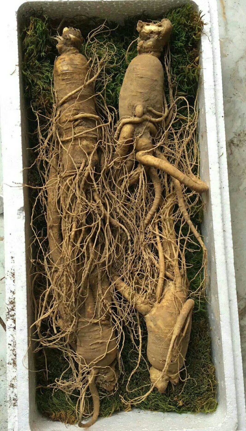 人参新鲜