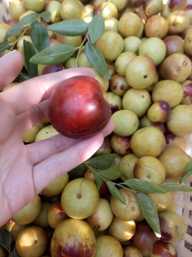 沾化冬枣大枣脆枣枣子
