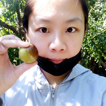 沾化冬枣大枣脆枣枣子