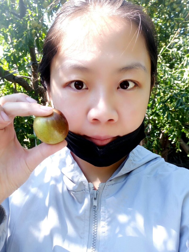 沾化冬枣大枣脆枣枣子