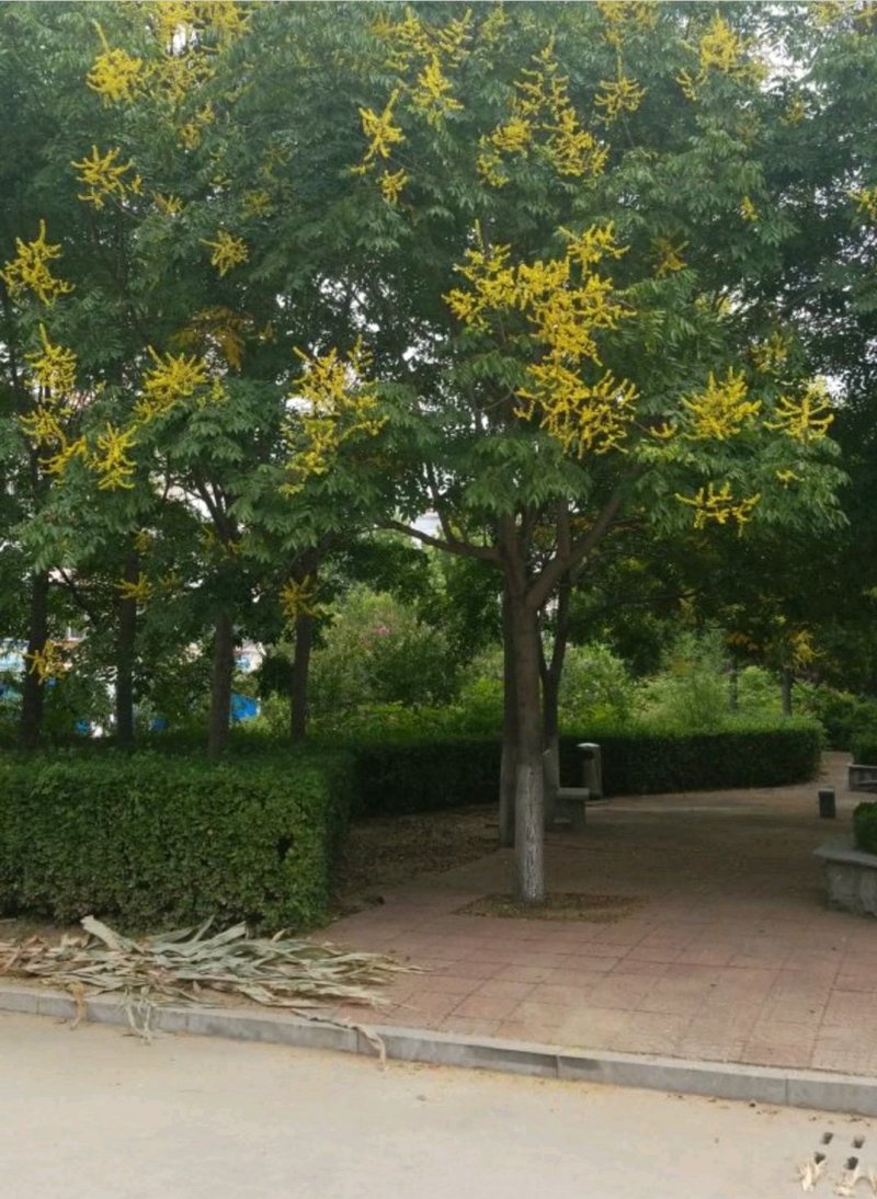 栾树南栾黄山栾栾树批发