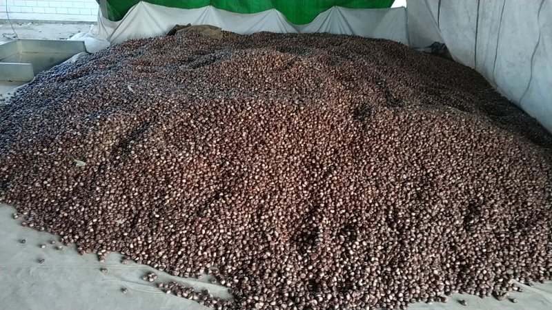 迁西板栗中粒2023年新板栗炒栗种产地发货