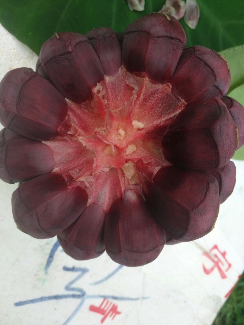 超大黑老虎（布福娜）鲜果