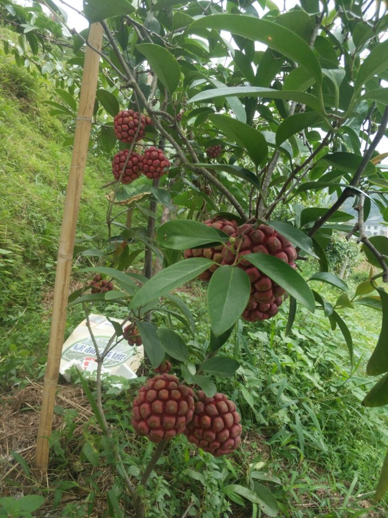 超大黑老虎（布福娜）鲜果
