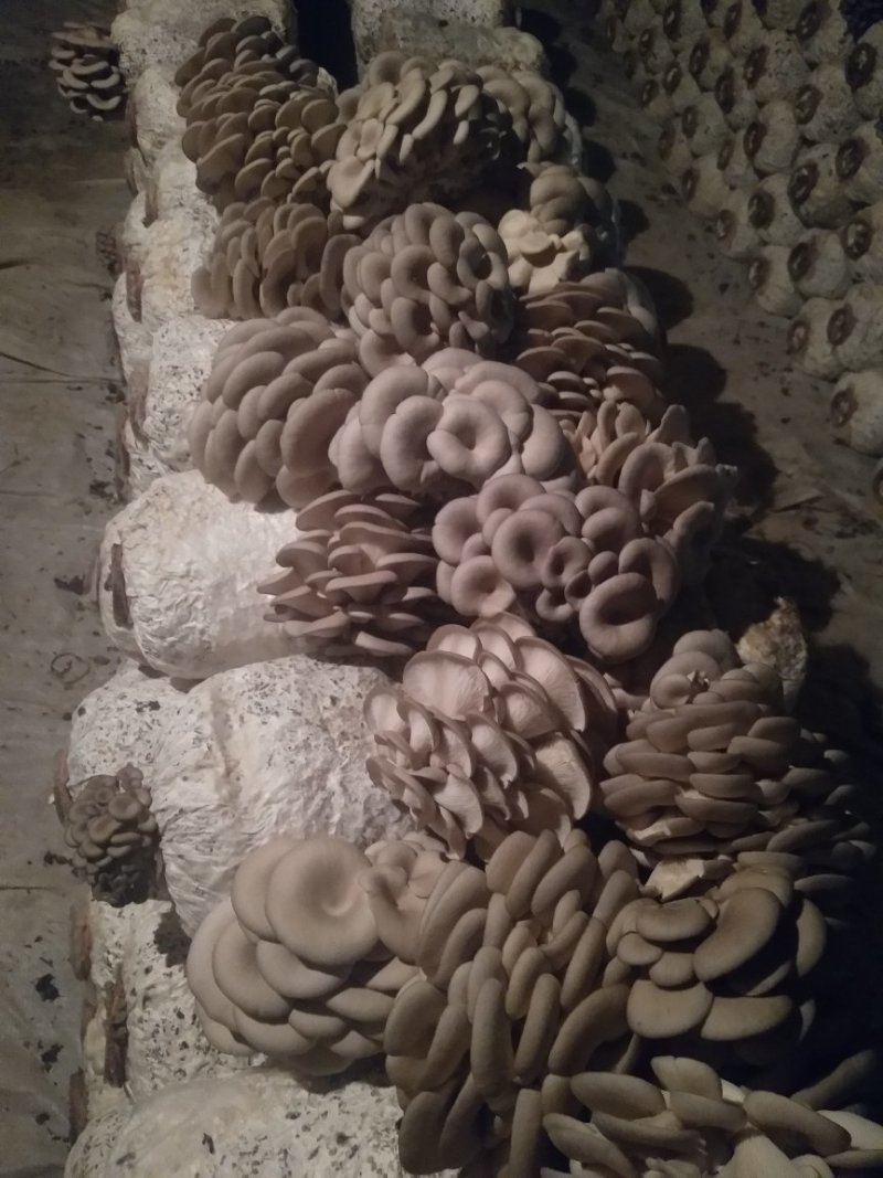 平菇菌棒高产量抗病强