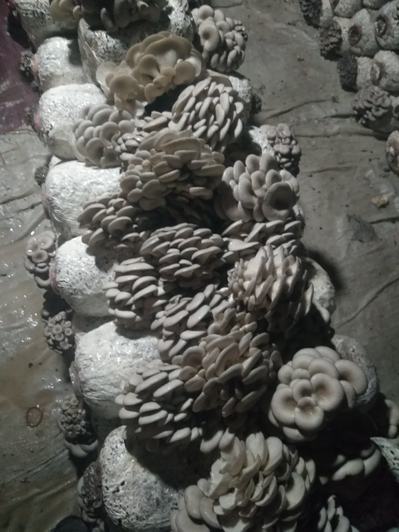 平菇菌棒高产量抗病强