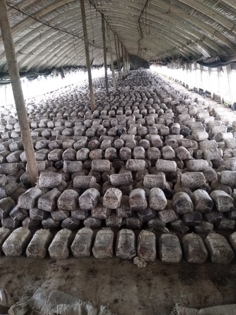 平菇菌棒高产量抗病强