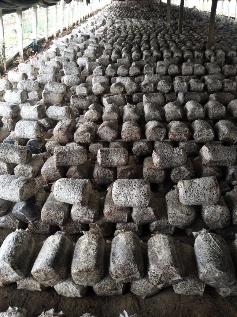 平菇菌棒高产量抗病强
