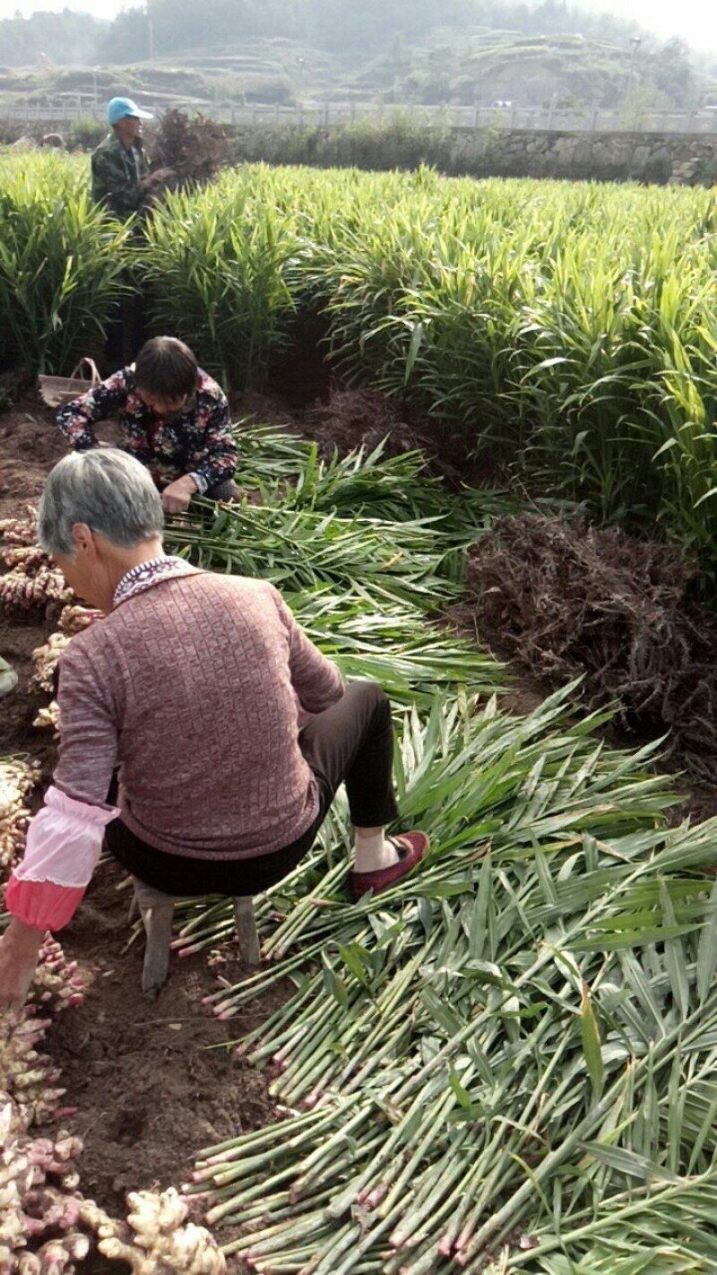 生姜二黄姜浙江生姜红爪姜黄姜