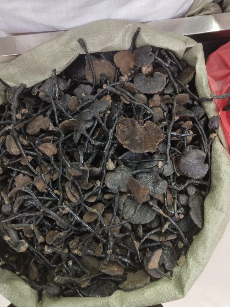竹灵芝灵芝实物拍摄纯野生竹灵芝无条件退货