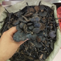 竹灵芝灵芝实物拍摄纯野生竹灵芝无条件退货
