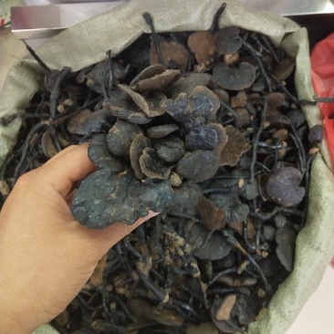 竹灵芝灵芝实物拍摄纯野生竹灵芝无条件退货