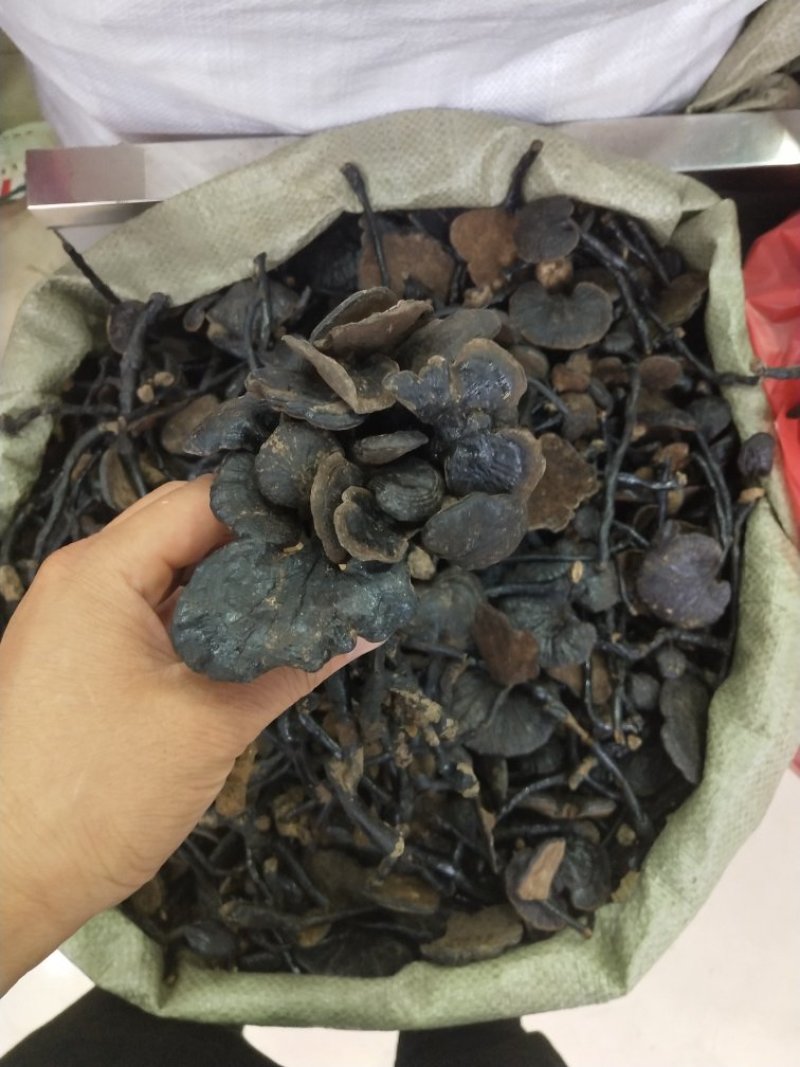 竹灵芝灵芝实物拍摄纯野生竹灵芝无条件退货