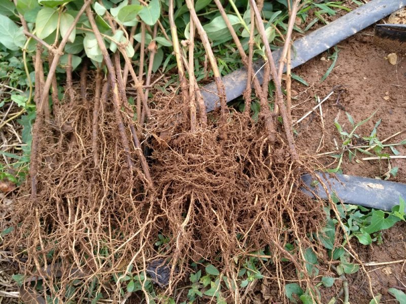 新品种花蕾一号树形金银花包纯度，技术，包回收