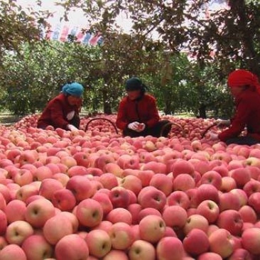 红富士大批量上市品种齐全质优价廉
