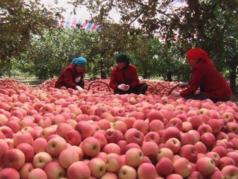 红富士大批量上市品种齐全质优价廉