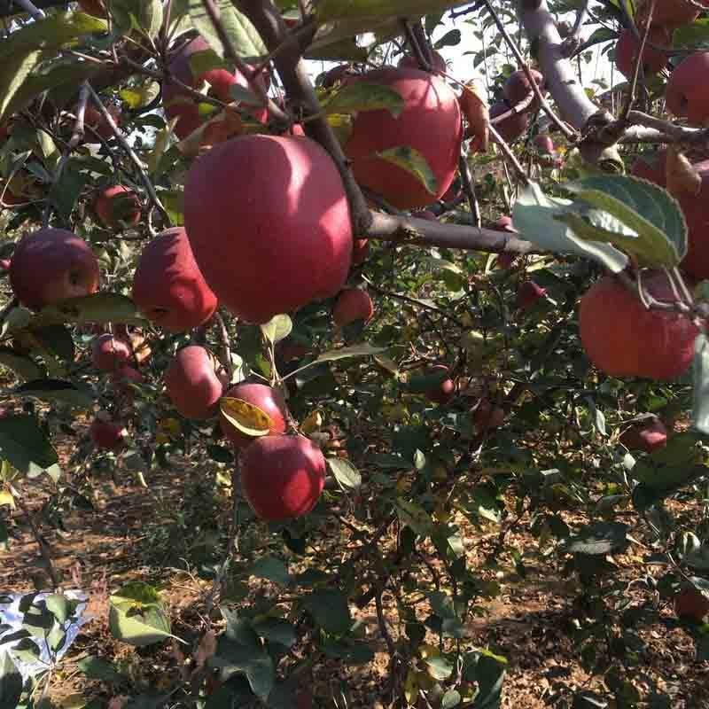 红富士大批量上市品种齐全质优价廉