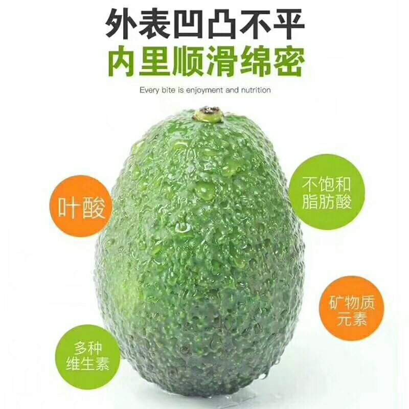 哈斯林肯牛油果树苗高50/60cm