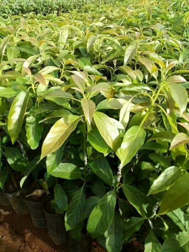 哈斯林肯牛油果树苗高50/60cm