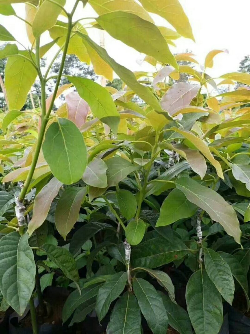 哈斯林肯牛油果树苗高50/60cm