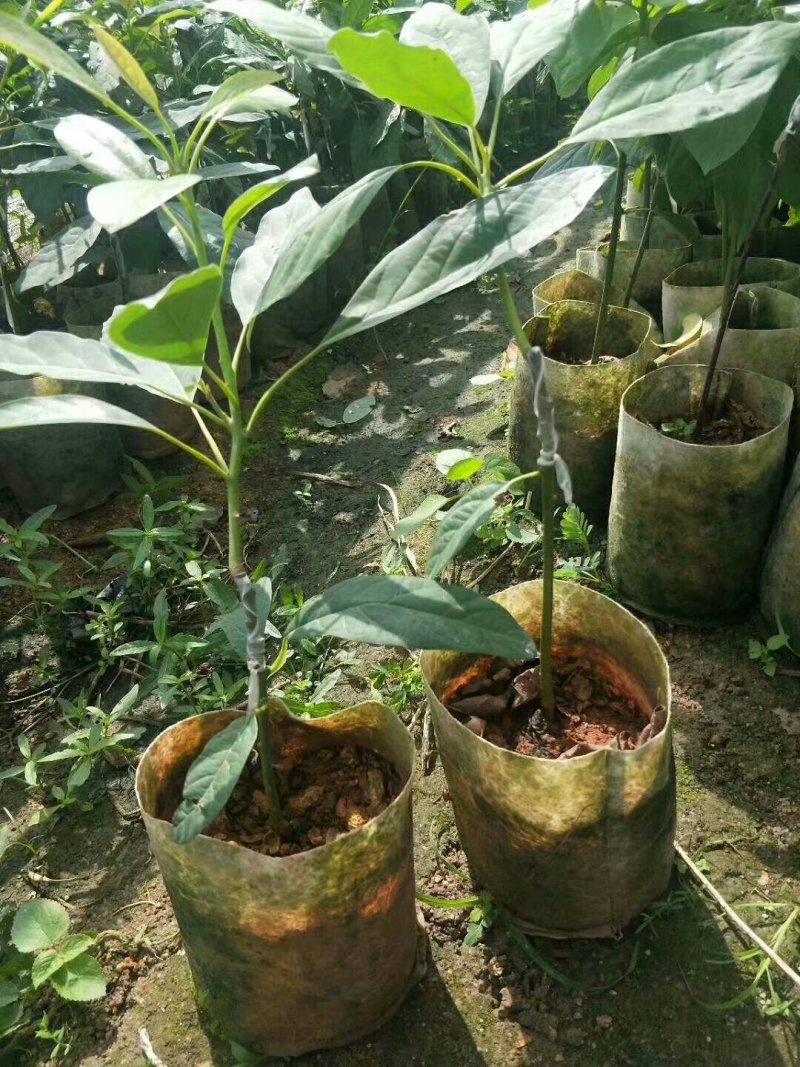 哈斯林肯牛油果树苗高50/60cm