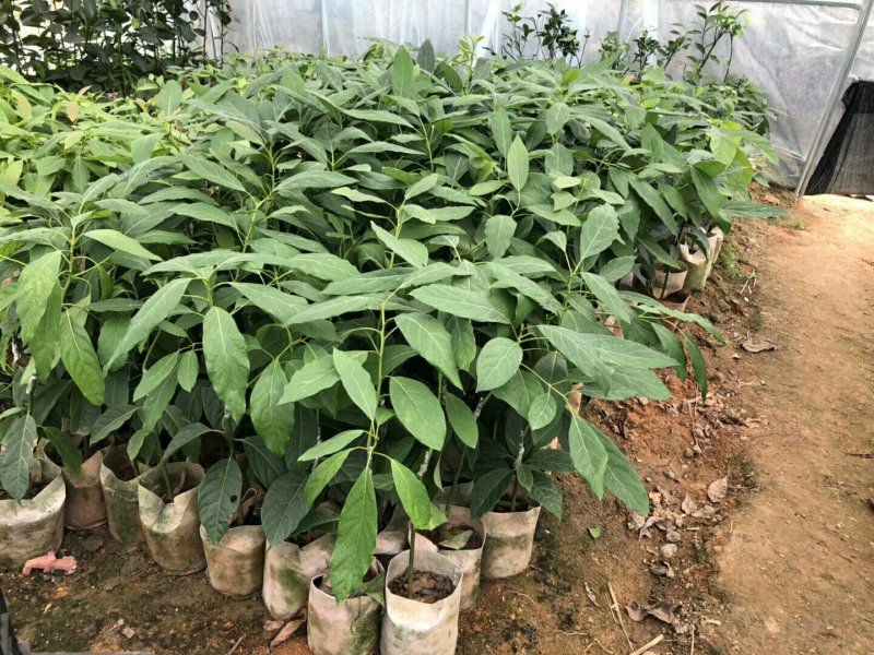 哈斯林肯牛油果树苗高50/60cm