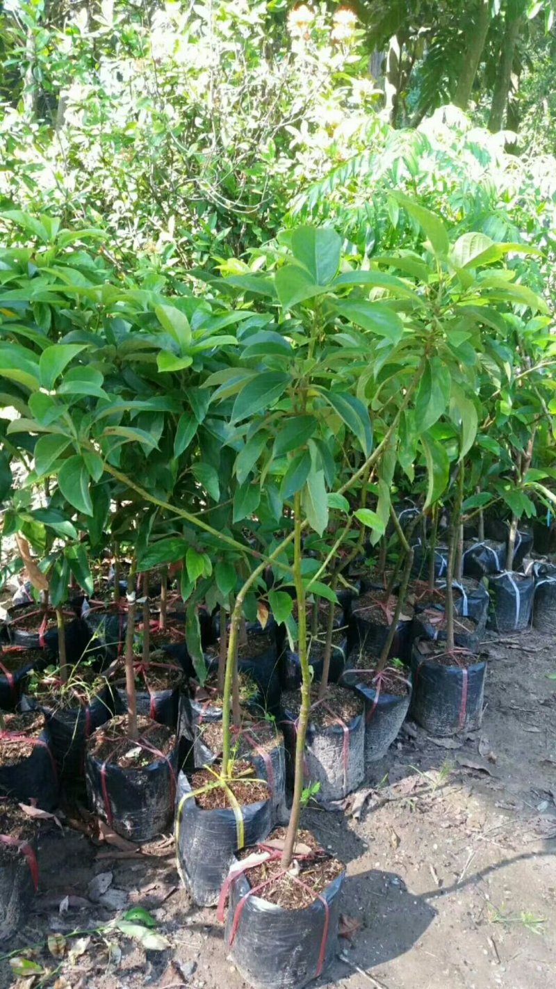 哈斯林肯牛油果树苗高50/60cm