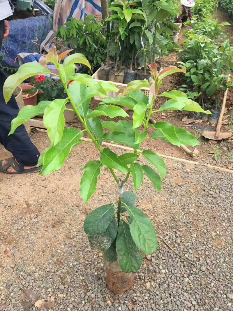 哈斯林肯牛油果树苗高50/60cm