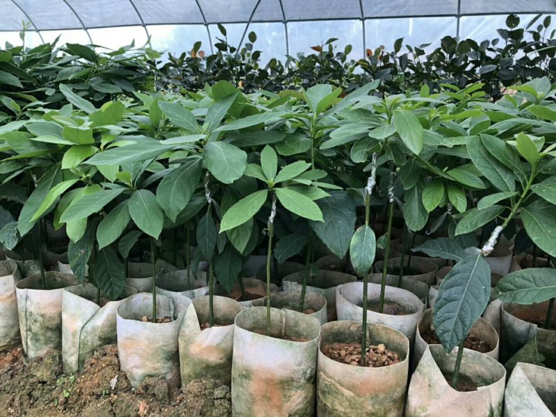 哈斯林肯牛油果树苗高50/60cm