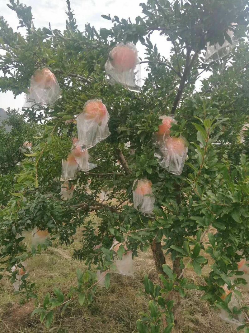 石榴