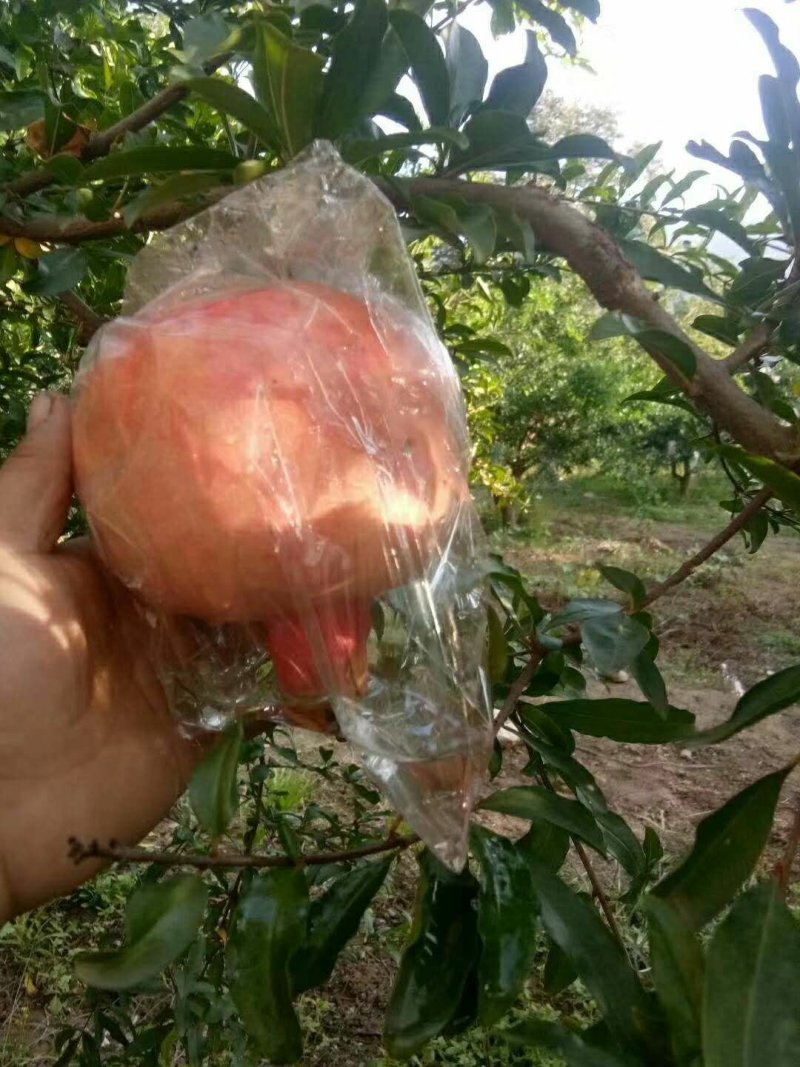 石榴
