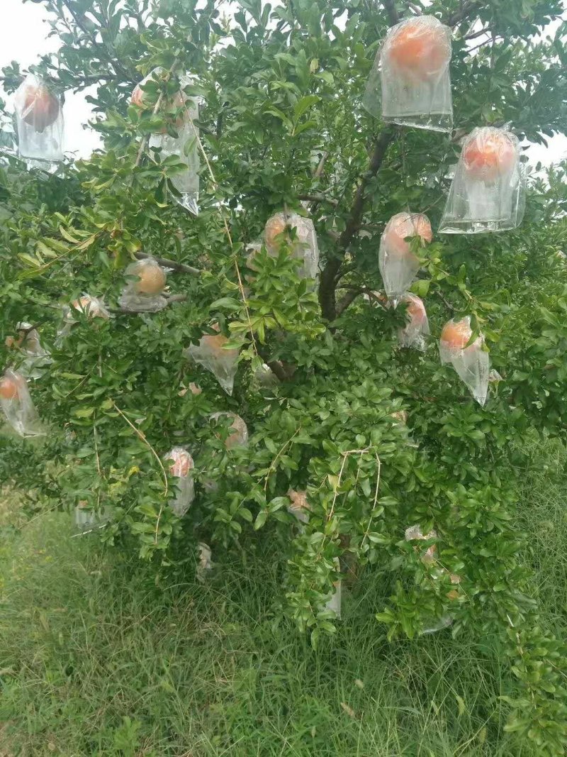 石榴