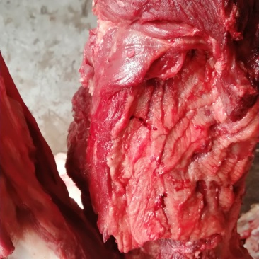 驴肉