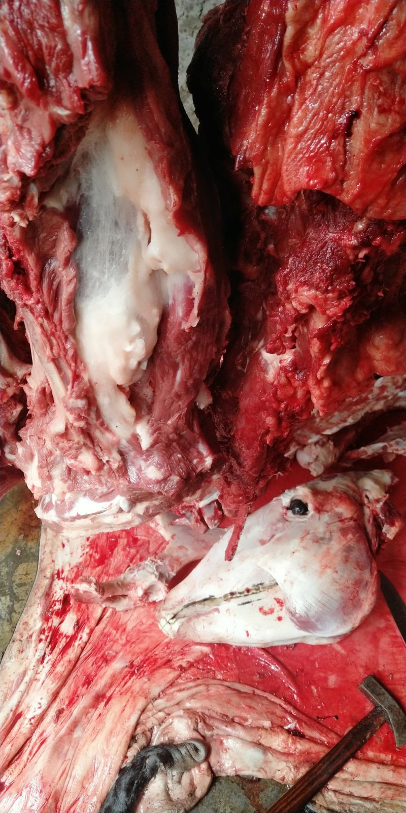 驴肉