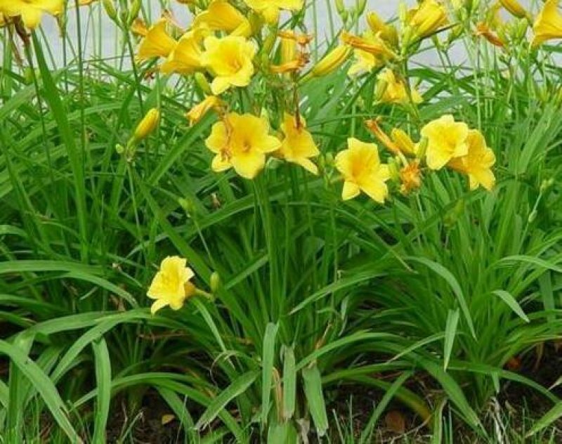 大花萱草种子