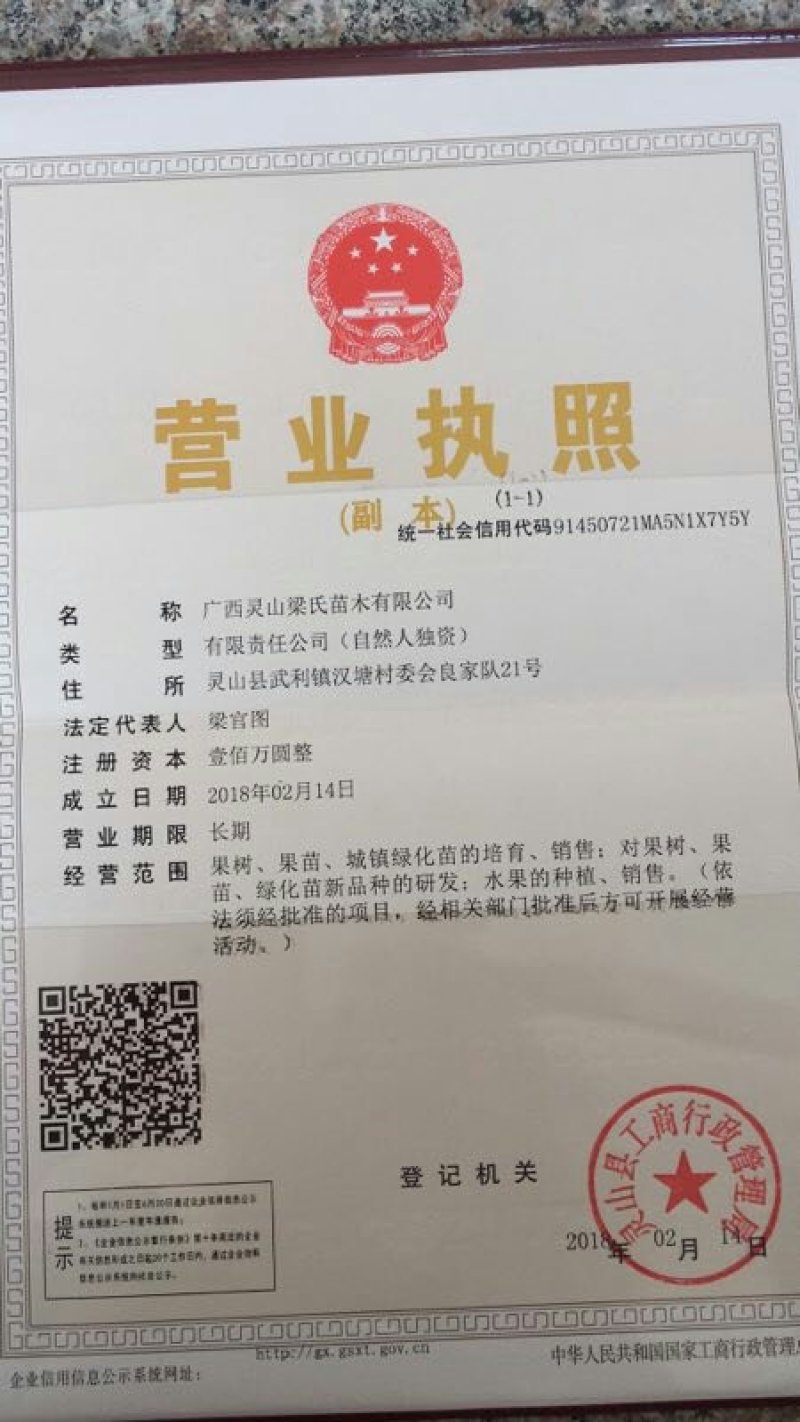 龙眼树苗30~50cm