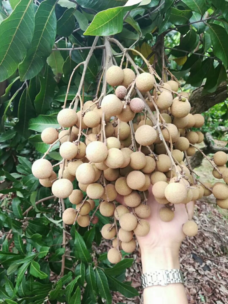 龙眼树苗30~50cm