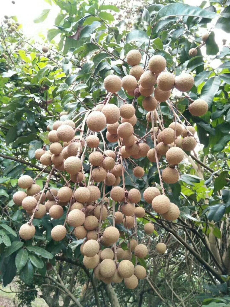 龙眼树苗30~50cm