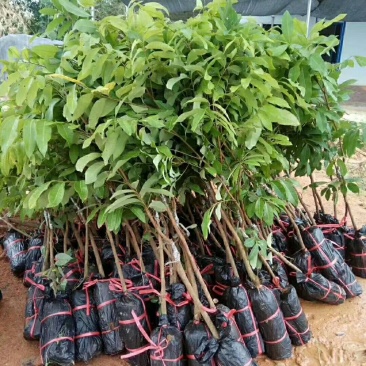 龙眼树苗30~50cm