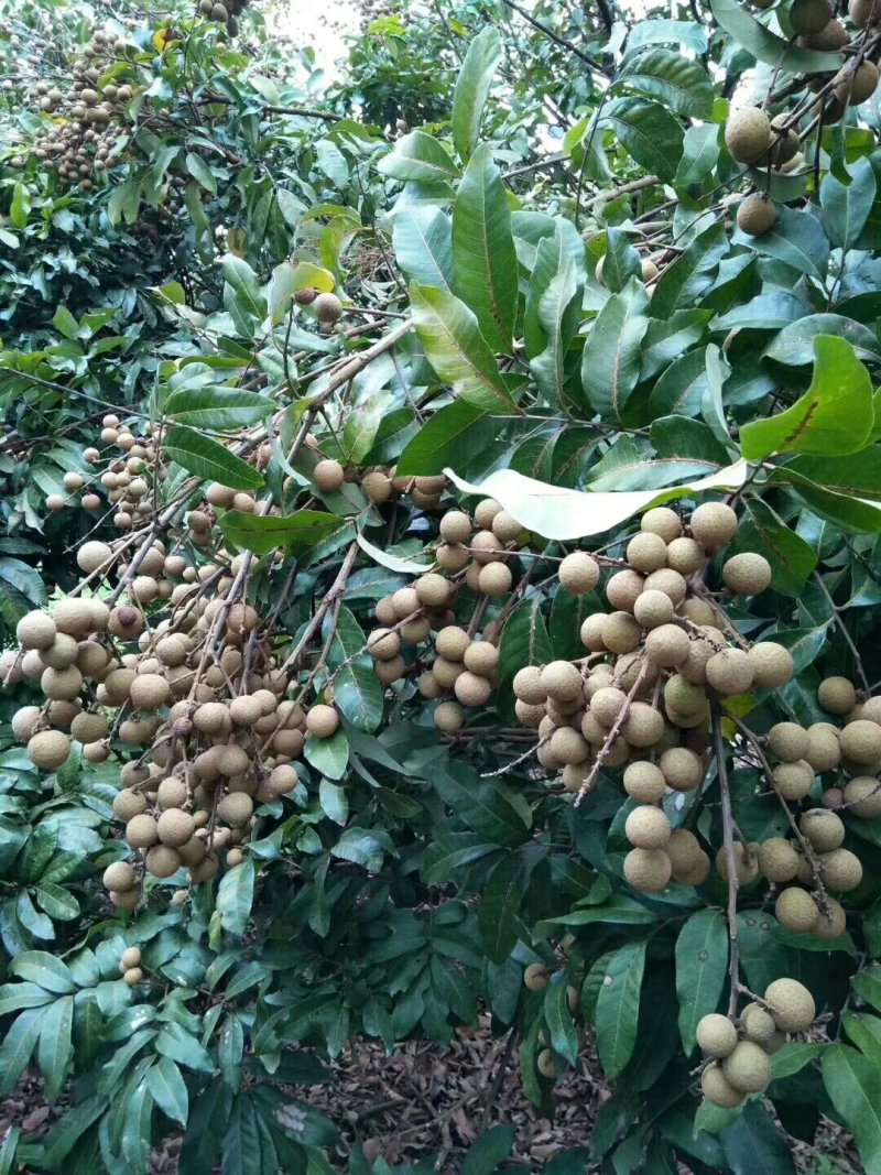 龙眼树苗30~50cm