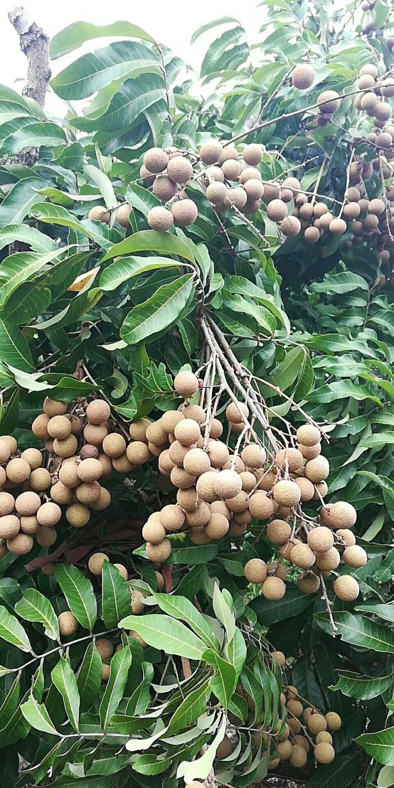 龙眼树苗30~50cm