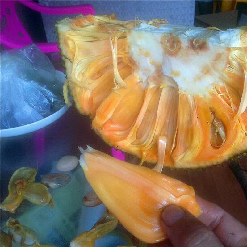 菠萝蜜苗泰国红肉菠萝蜜苗